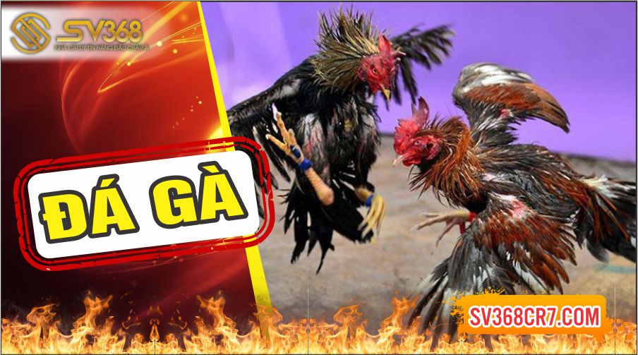 Đá gà trực tuyến SV368